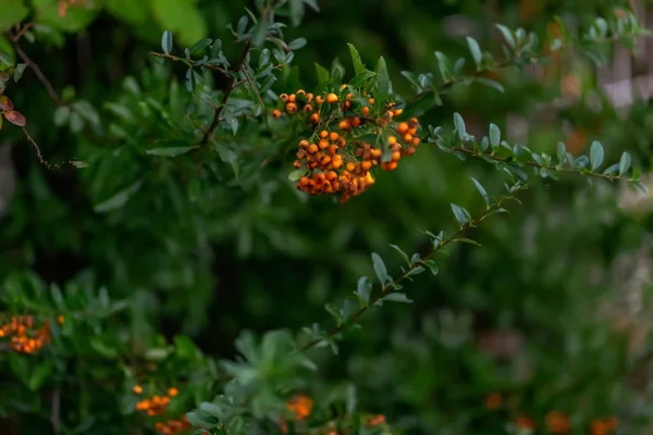 Doğa bulanık arka plan. Sığ alan derinliği. Kırmızı çilek alıç dalları üzerinde yetişir. yeşil yaprakları ile portakal meyveleri.