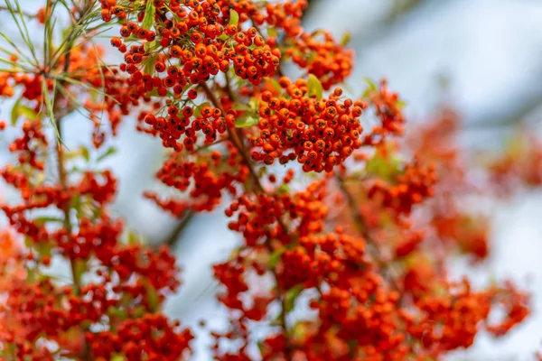 Rode bessen van de meidoorn groeien op de takken. Kleine rode bessen met groene bladeren. Meidoorn herfst bessen. Zachte focus. — Stockfoto
