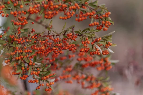 Decorative bush with red berries. Small red berries with green leaves. Soft focus. Toned image