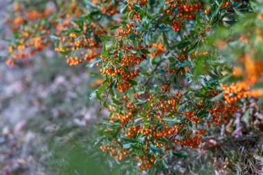 Alıç kırmızı meyveleri dalları üzerinde yetişir. Yeşil yaprakları ile küçük portakal meyveleri.