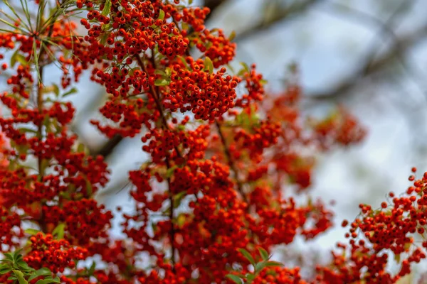 Małe czerwone jagody z zielonymi liśćmi. Jagód jesienny Hawthorn. Miękka ostrość. Kopiuj przestrzeń — Zdjęcie stockowe