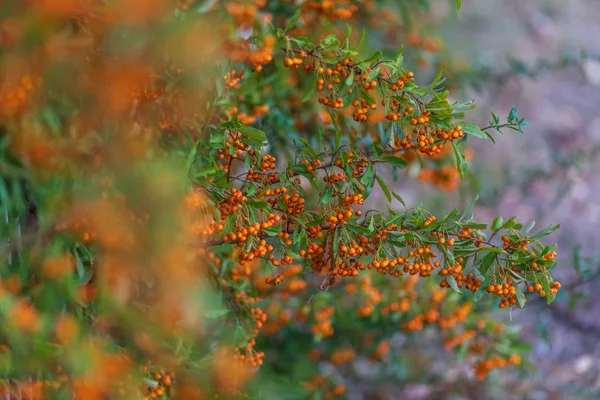 Rood oranje bessen van de meidoorn groeien op de takken. Kleine oranje bessen met groene bladeren. — Stockfoto