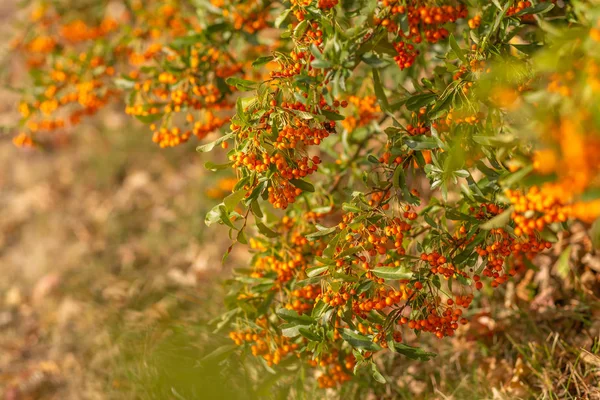 Hawthorn Bush lastat med bär på hösten. Dekorativ buske med apelsin bär. — Stockfoto