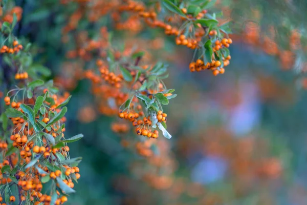 Hawthorn Bush beladen met bessen in de herfst. Decoratieve struik met sinaasappel bessen. Sinaasappel bessen met groene bladeren. Zachte focus. — Stockfoto