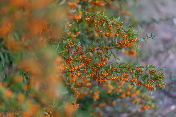 Apelsin bär av hagtorn växa på grenarna. Små apelsin bär med gröna blad. Hagtorn höst bär. — Stockfoto