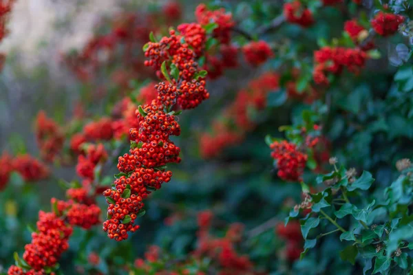 Hawthorn autumn berries. Nature blurred background. Shallow depth of field. Decorative bush with red berries.