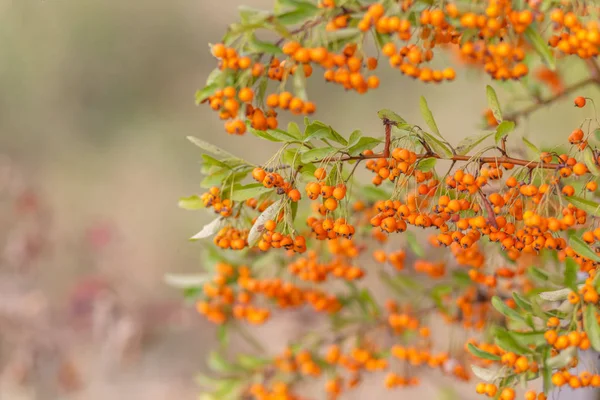 Decoratieve struik met rode bessen. Kleine rode bessen met groene bladeren. Zachte focus. Getinte afbeelding — Stockfoto