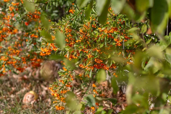 Hawthorn Bush beladen met bessen in de herfst. Decoratieve struik met sinaasappel bessen. Natuur onscherpe achtergrond. Ondiepe scherptediepte — Stockfoto