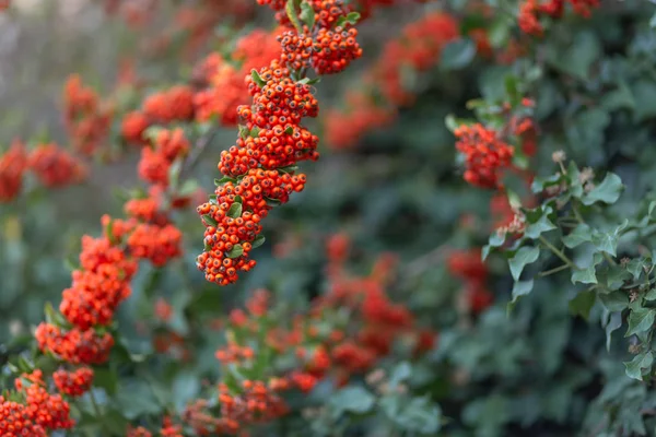 Red berries of the hawthorn grow on the branches. Nature blurred background. Shallow depth of field.