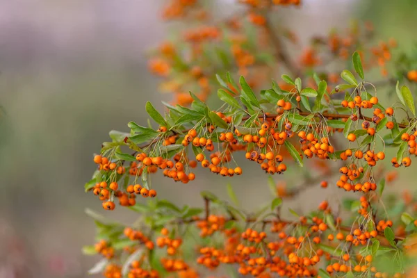 Alıç Bush sonbaharda çilek ile yüklü. Turuncu çilek ile dekoratif Bush. Yeşil yaprakları ile turuncu çilek. Yumuşak odaklama — Stok fotoğraf
