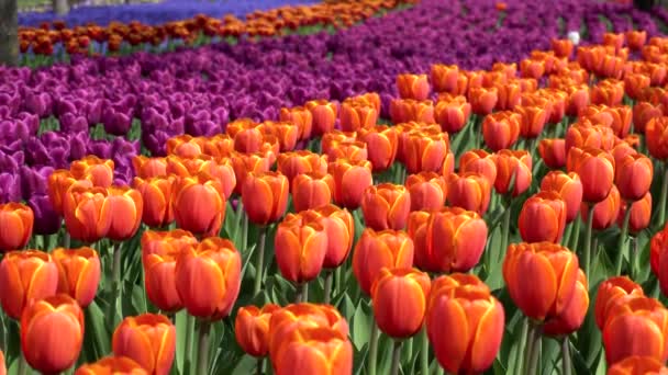 Field Blooming Red Purple Tulips Swaying Wind Sunny Spring Day — Stock Video