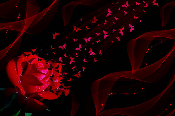 Red rose and butterflies on black background
