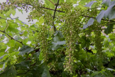 İtalya, Asti. Moscato şarapları üzüm bağında yetişir.