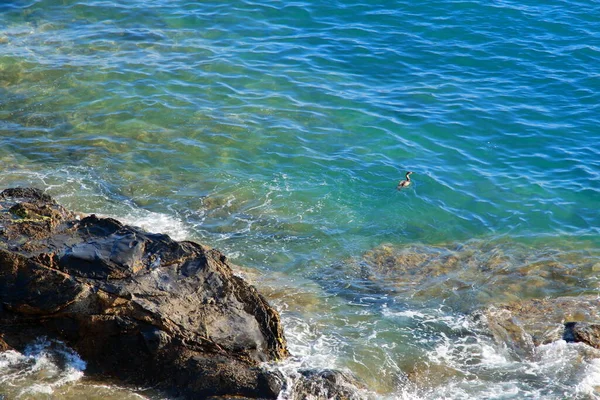 Ett skarvfiske i det kristallklara vattnet nära en klippa — Stockfoto