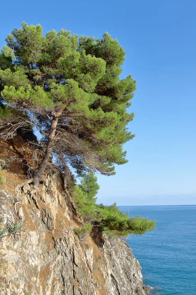 Ένα θαλάσσιο πεύκο προσκολλημένο σε ένα βράχο με τη θάλασσα στο βάθος — Φωτογραφία Αρχείου