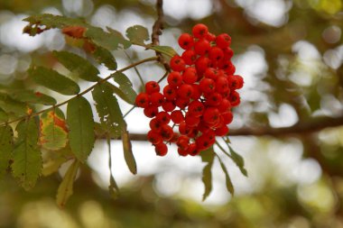 İtalya 'da bir Shepherd Argentea bitkisi.