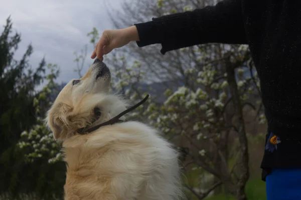 Kadın eli, merdivenlerde kedi tutmaya çalışır. — Stok fotoğraf