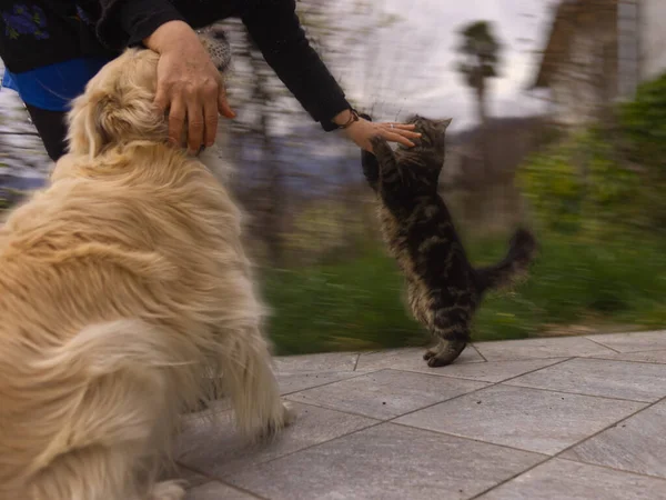 Une femme caucasienne joue avec ses animaux de compagnie dans le jardin — Photo