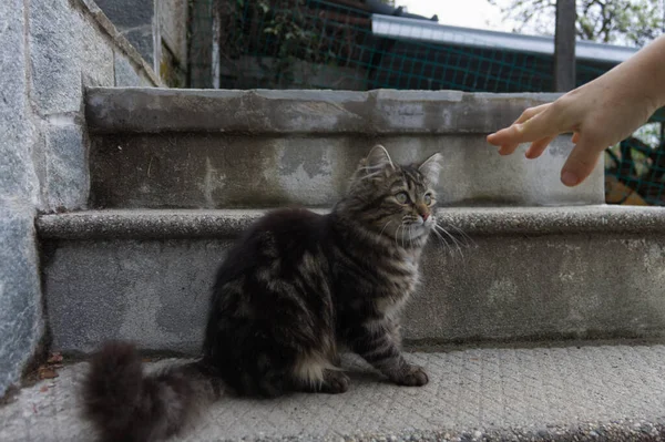 Kadın eli, merdivenlerde kedi tutmaya çalışır. — Stok fotoğraf