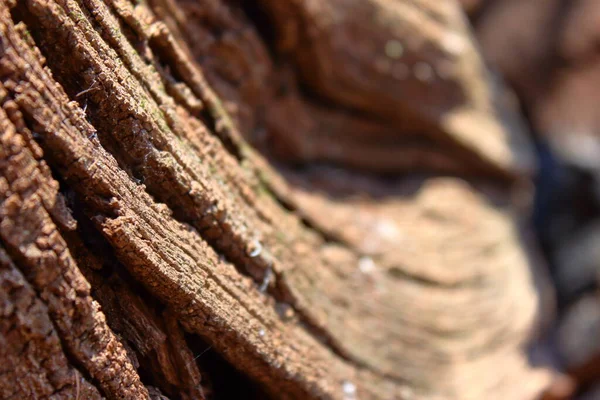 Gewundene Struktur eines trockenen Holzstamms — Stockfoto