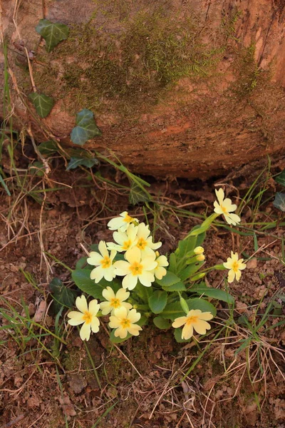 Prímulas florecientes que albergan una roca llena de musgo en la maleza — Foto de Stock