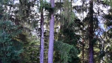 Dağ daima yeşil çam ağacı ormanı. Vahşi doğa, berrak su ve kırsal vadi yüksek kaliteli FullHD görüntüler.