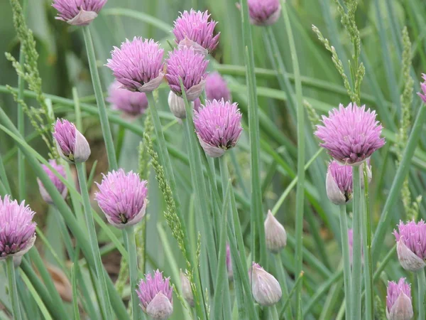    Bahçede çiçekler, büyük güzellik