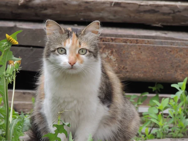 Sevimli kabarık kedicik, güzel gözleri ile gerçek bir model