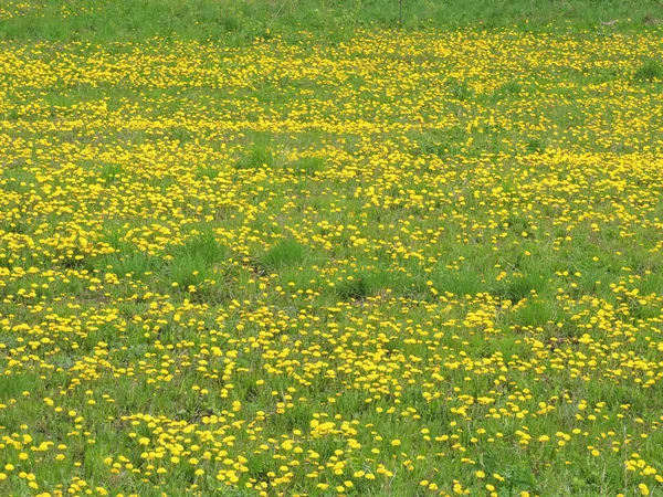 Köyde çiçek, karahindiba tarlası