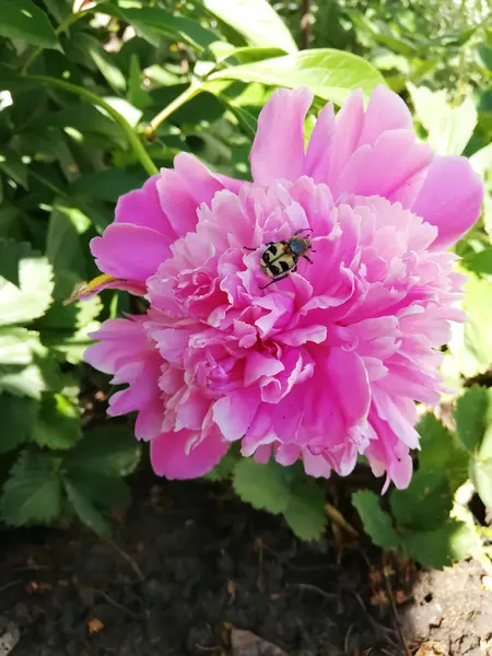 Güzel çiçek fotoğraf, Pembe şakayık, günaydın