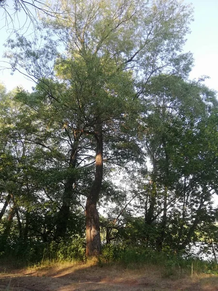 Güzel fotoğraf, yaz aylarında doğa, ruh için bir yer