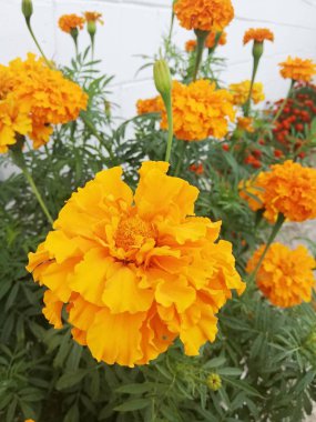 Küçük çiçek, parlak çiçek, güzel çiçek, yaz, yeşillik, yaprak, çiçek, çiçek kadife