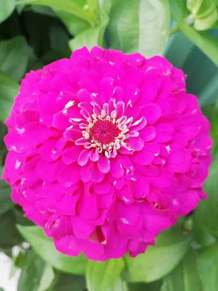 Pembe renk, parlak çiçek, güzel çiçek, yaz, yeşillik, yaprak, çiçek, tsinia çiçek