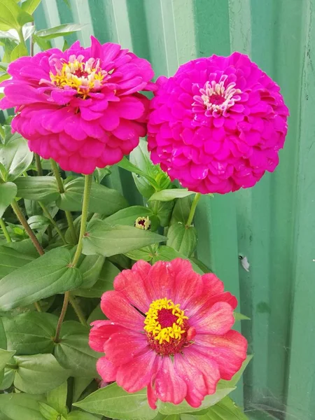 Büyük çiçek, parlak çiçek, güzel çiçek, yaz, yeşillik, yaprak, çiçek, tsinia çiçek