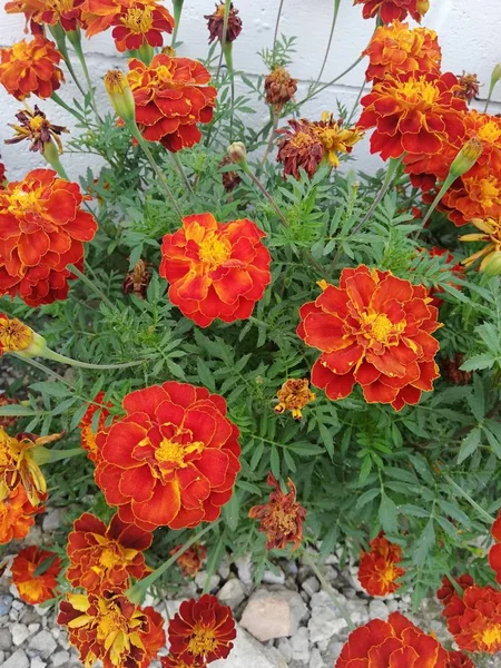 Küçük çiçek, parlak çiçek, güzel çiçek, yaz, yeşillik, yaprak, çiçek, çiçek kadife