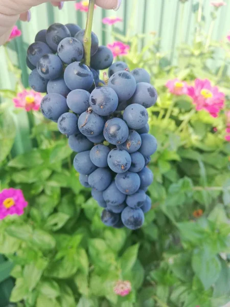 Üzüm, leylak, yaz, yeşillik, çimen, yaprak, çiçek, tarla, çayır