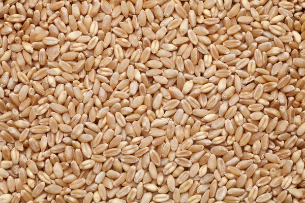 Fresh Wheat Grains Food Background — Stock Photo, Image