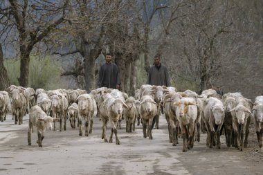 Pahalgam, Jammu ve Keşmir, Hindistan - 14 Nisan 2019 : Keçiler Laripora köyü Pahalgam, Jammu ve Keşmir eyaleti, Hindistan'ın yolunda yürüyorlar