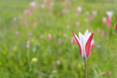 Tulipa clusiana Vahşi pembe Lady Tulip Tulipa clusiana Keşmir, Afganistan, İran, Irak, Pakistan ve batı Himalayalar