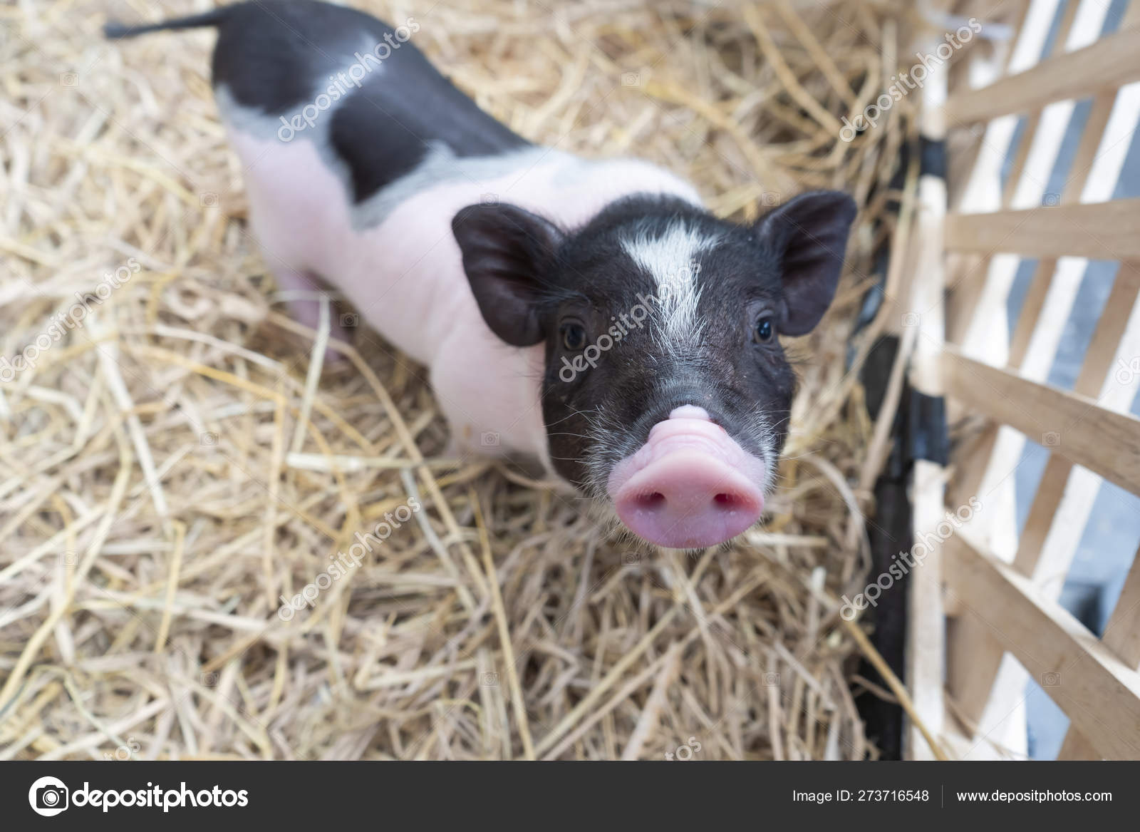 Cute Baby Pink Black Speckled Polka Dot Pot Bellied Vietnam