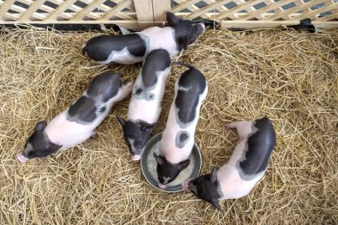 Sevimli bebek pembe ve siyah lekeli polka nokta pot-bellied Vietnam Minyatür domuz içinde ahşap kafes