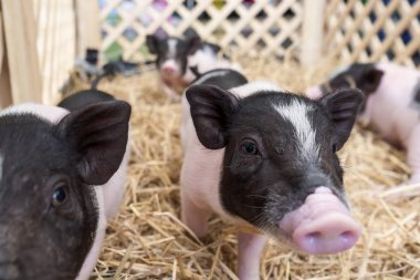 Sevimli bebek pembe ve siyah lekeli polka nokta pot-bellied Vietnam Minyatür domuz içinde ahşap kafes
