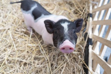 Sevimli bebek pembe ve siyah lekeli polka nokta pot-bellied Vietnam Minyatür domuz içinde ahşap kafes