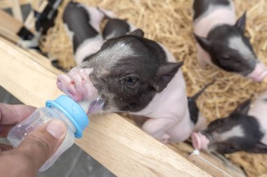 Sevimli bebek pembe ve siyah benekli Polka hayvan çiftlikte ahşap kafes içinde pot-bellied Vietnam Minyatür domuz nokta