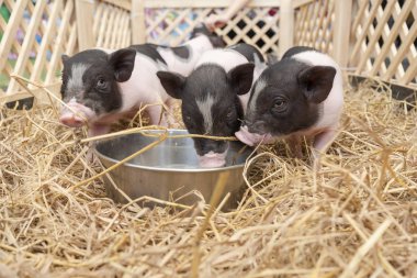 Sevimli bebek pembe ve siyah benekli Polka hayvan çiftlikte ahşap kafes içinde pot-bellied Vietnam Minyatür domuz nokta