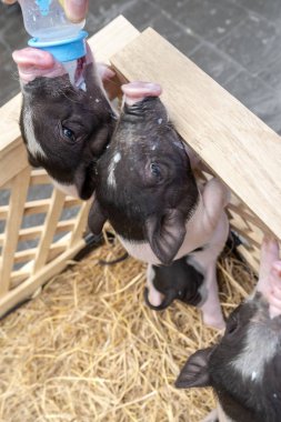 Sevimli bebek pembe ve siyah benekli Polka hayvan çiftlikte ahşap kafes içinde pot-bellied Vietnam Minyatür domuz nokta