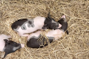 Sevimli bebek pembe ve siyah lekeli polka nokta pot-bellied Vietnam Minyatür domuz içinde ahşap kafes