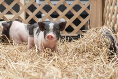 Sevimli bebek pembe ve siyah benekli Polka hayvan çiftlikte ahşap kafes içinde pot-bellied Vietnam Minyatür domuz nokta