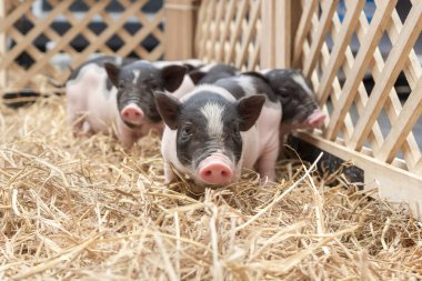 Cute baby pink and black speckled polka dot pot-bellied Vietnam miniature pigs in wooden cage at animal farm clipart