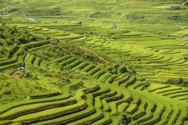 Sapa bölgesinde geleneksel pirinç terası alanları, Kuzey Vietnam
